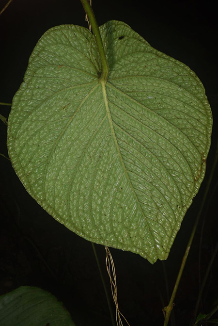 Anthurium splendidum