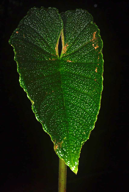 Anthurium splendidum