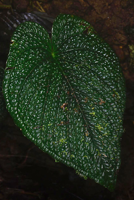 Anthurium splendidum