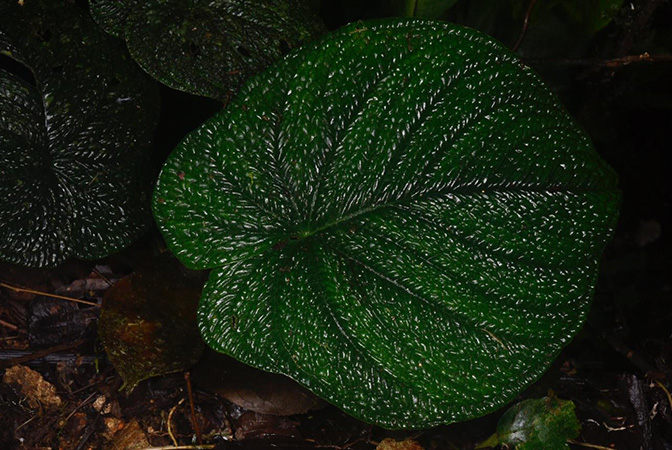 Anthurium splendidum