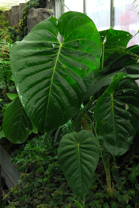 Anthurium standleyi