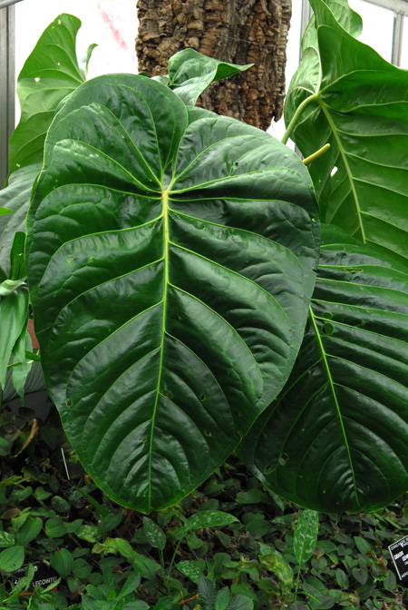 Anthurium standleyi