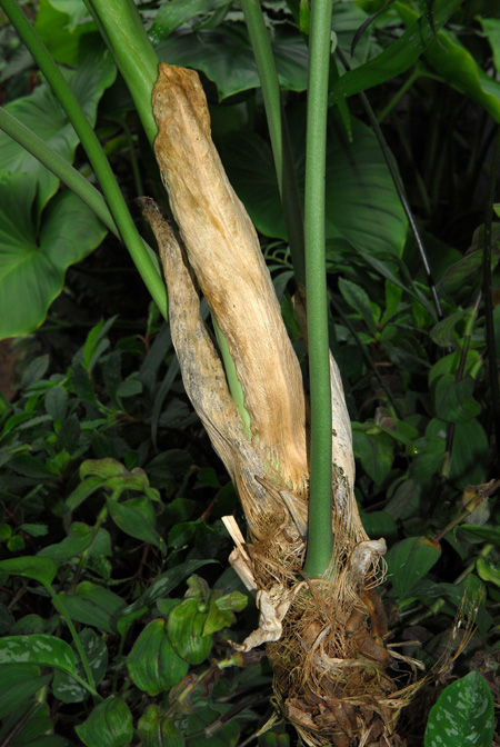 Anthurium standleyi