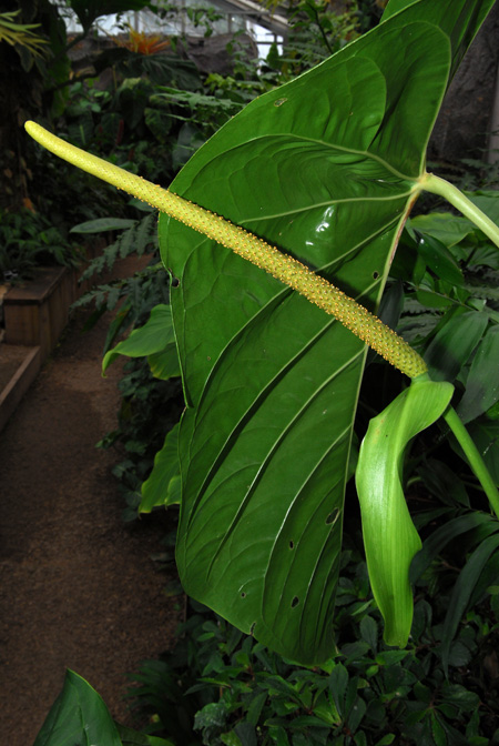Anthurium standleyi