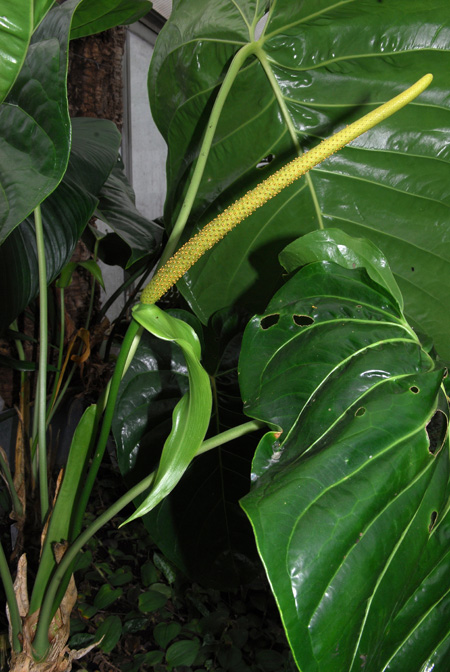 Anthurium standleyi