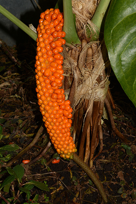 Anthurium standleyi