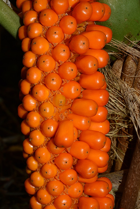 Anthurium standleyi