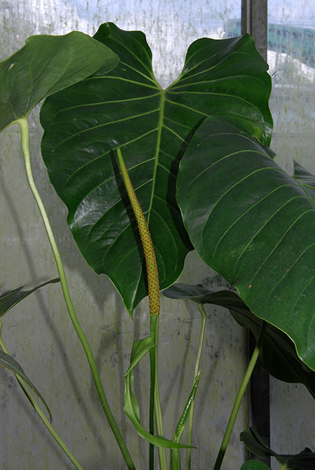 Anthurium standleyi