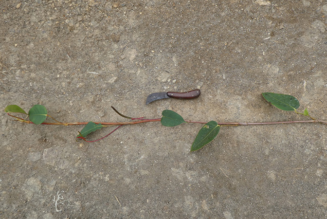 Anthurium subaequans