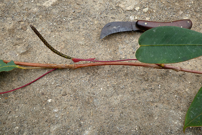 Anthurium subaequans