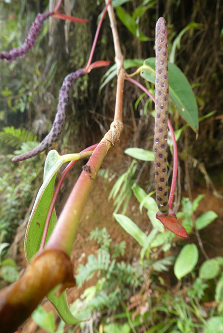 Anthurium subaequans