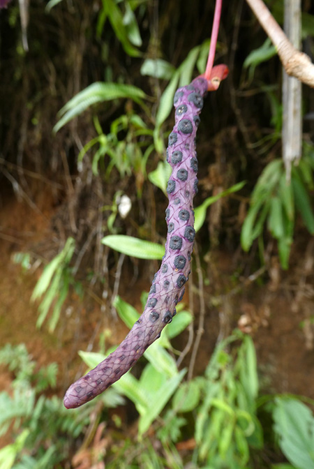 Anthurium subaequans