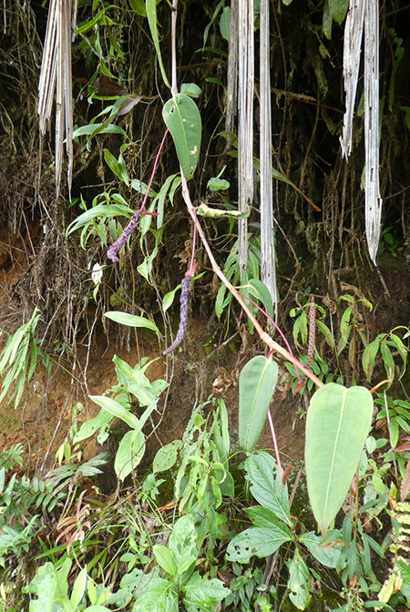 Anthurium subaequans