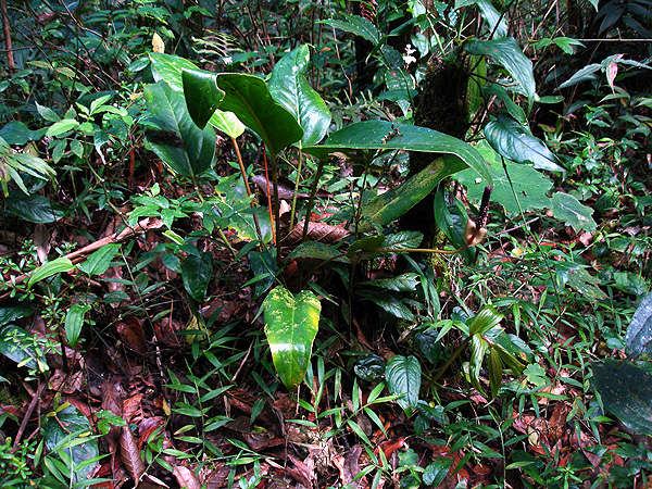 Anthurium subcordatum