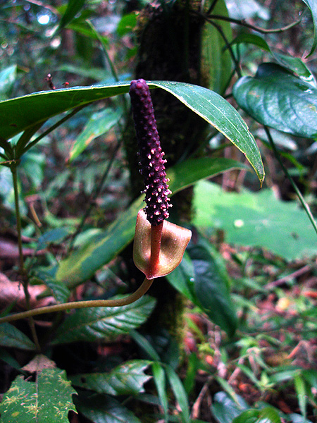 Anthurium subcordatum