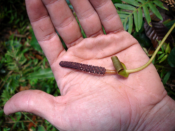 Anthurium subcordatum