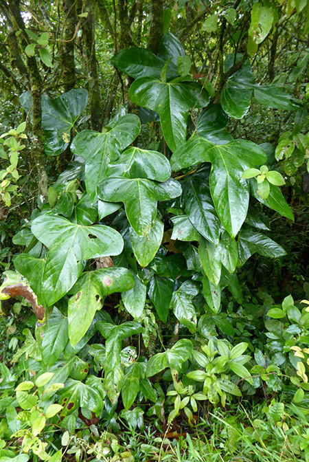 Anthurium subsignatum