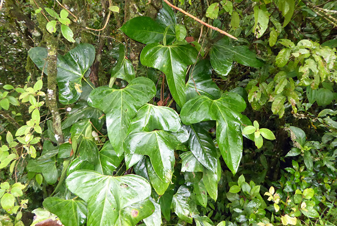 Anthurium subsignatum