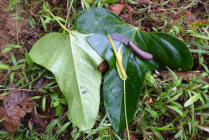 Anthurium subsignatum