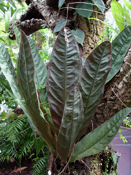 Anthurium superbum