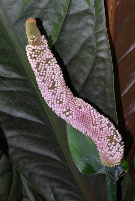 Anthurium superbum