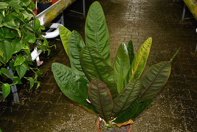 Anthurium superbum