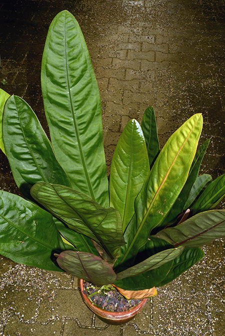 Anthurium superbum