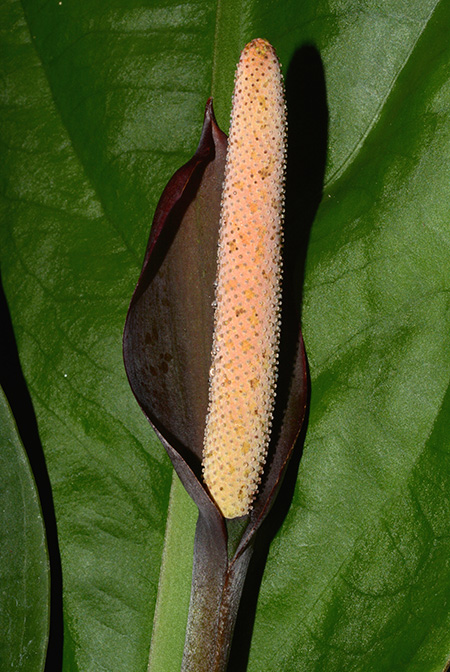 Anthurium superbum