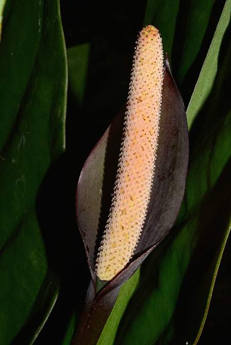 Anthurium superbum