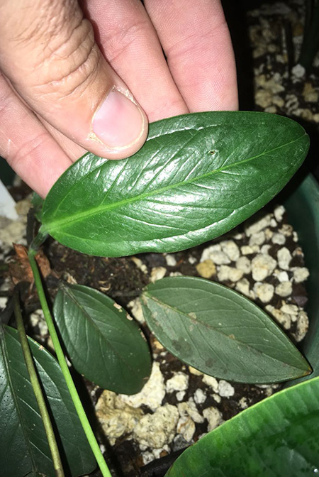 Anthurium supraglandulum