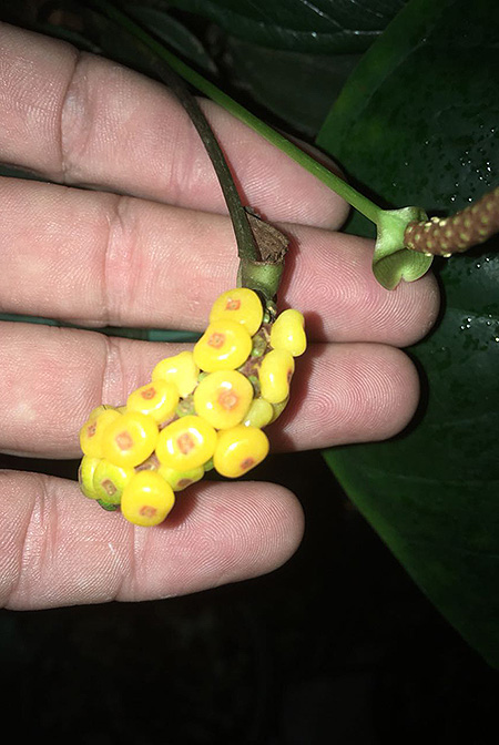 Anthurium supraglandulum
