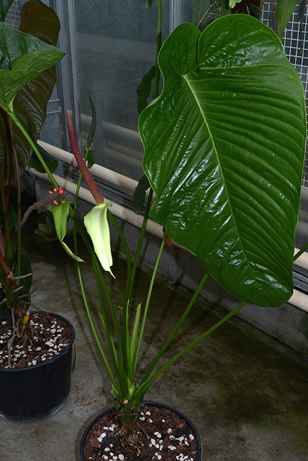Anthurium talamancae