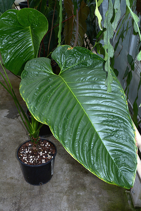 Anthurium talamancae