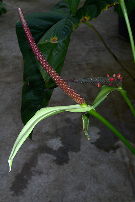 Anthurium talamancae
