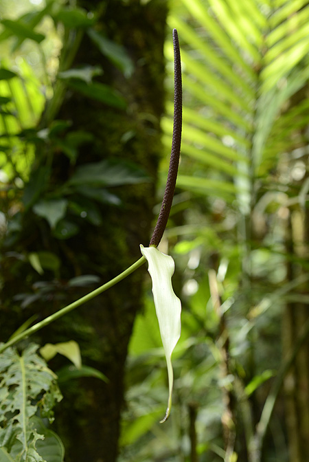 Anthurium talamancae