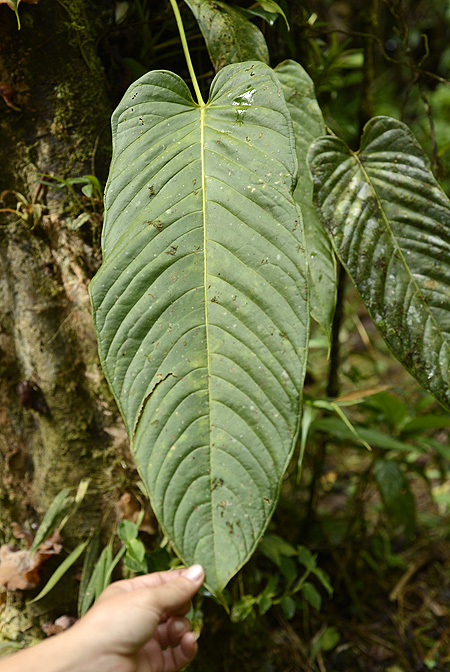 Anthurium talamancae