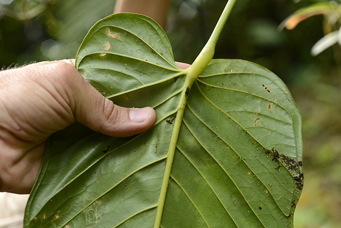 Anthurium talamancae