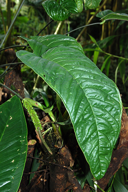 Anthurium talamancae
