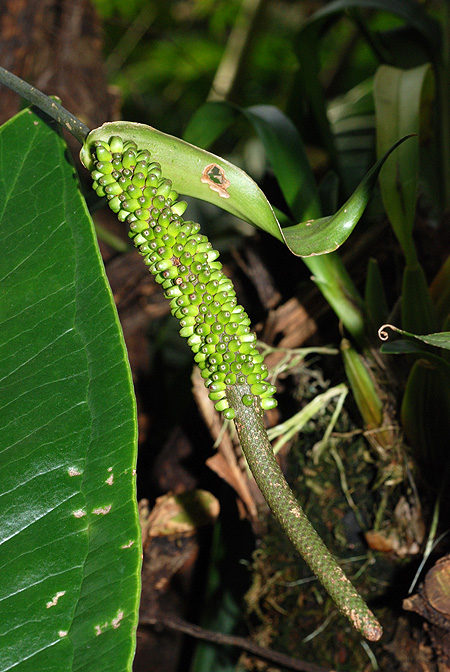 Anthurium talamancae