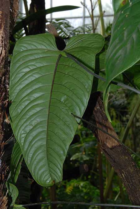 Anthurium talamancae