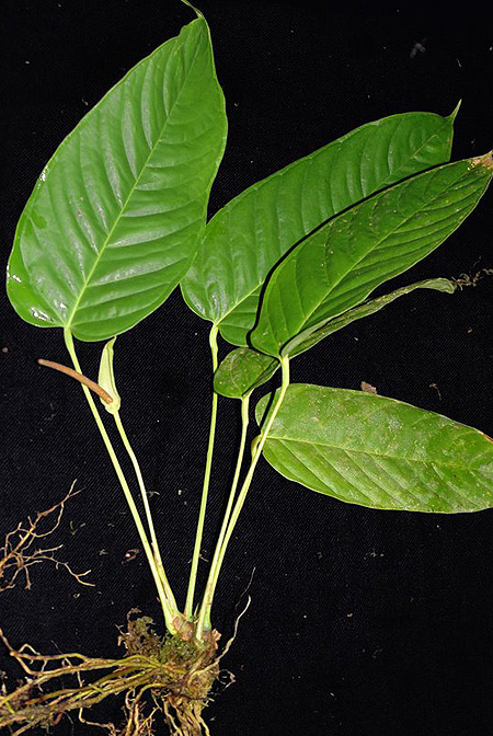 Anthurium talamancae