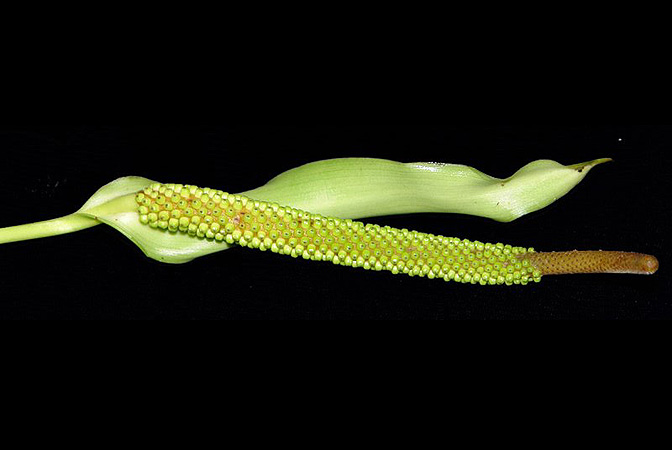 Anthurium talamancae
