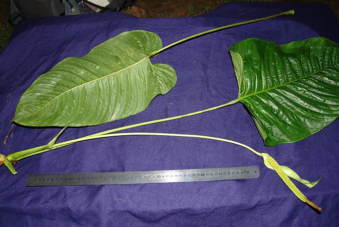 Anthurium talamancae