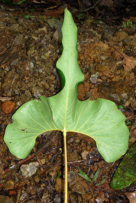 Anthurium teisherianum