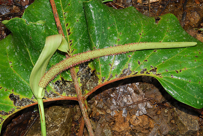 Anthurium teisherianum