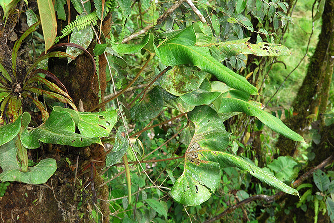 Anthurium teisherianum