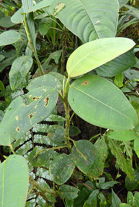 Anthurium terracolum