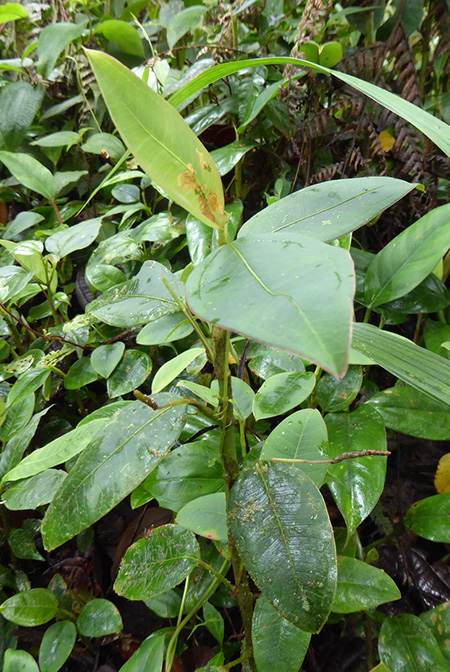 Anthurium terracolum