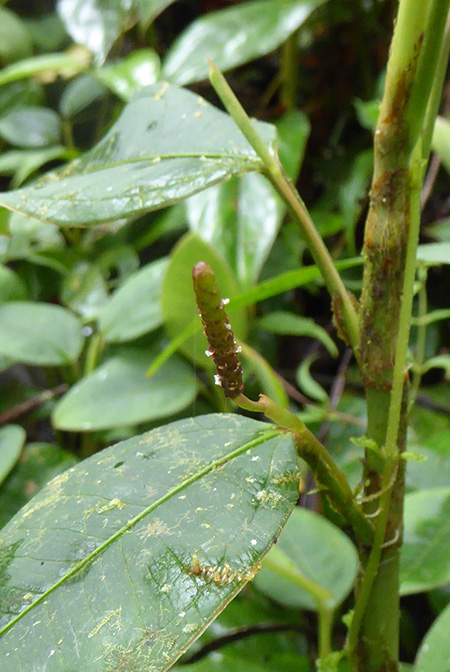 Anthurium terracolum