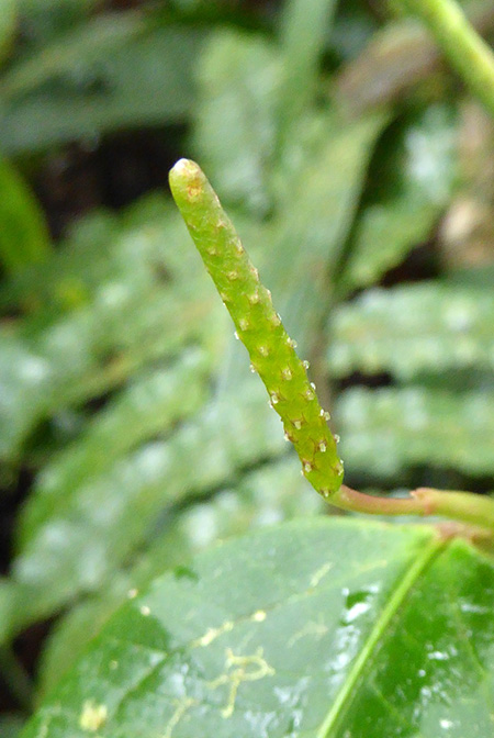 Anthurium terracolum